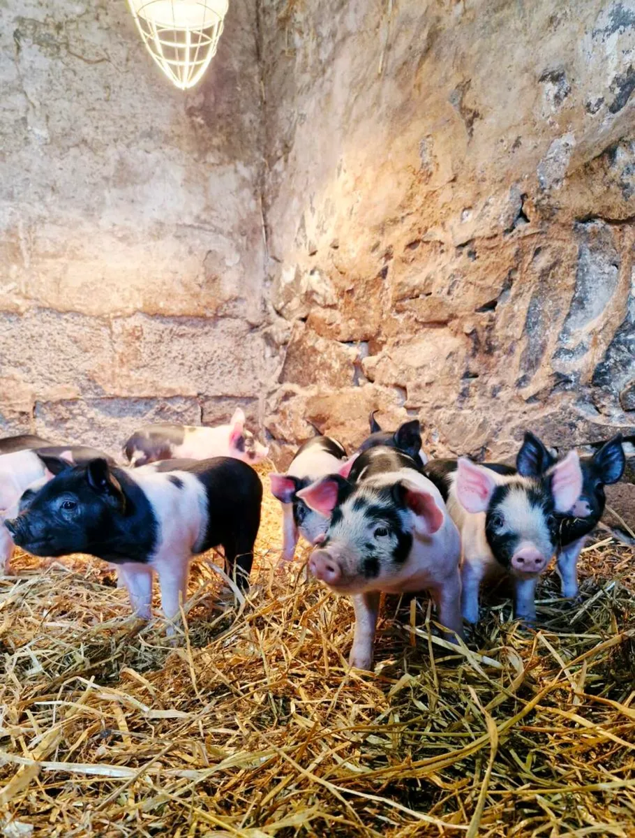 Pedigree sow & litter - Image 2