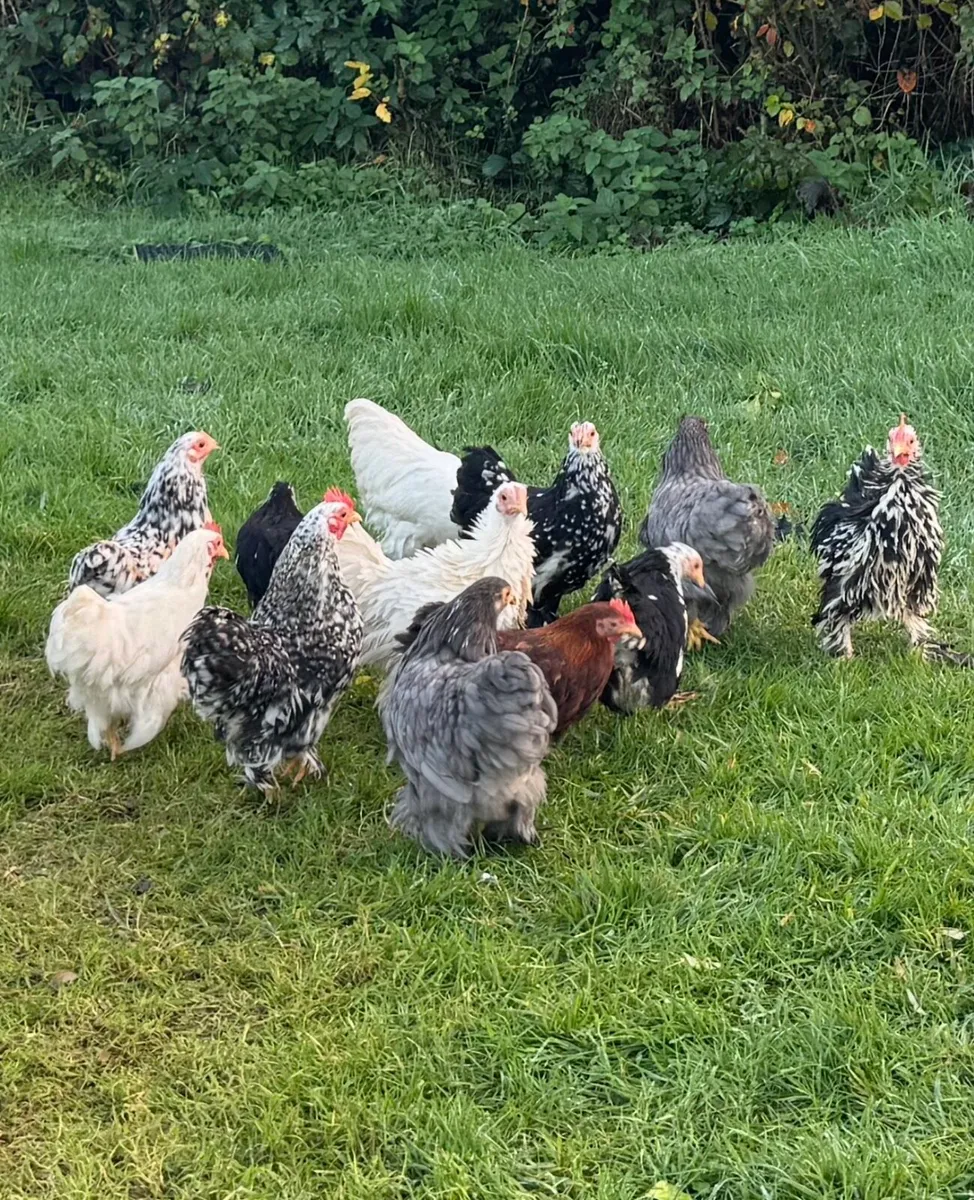 Pekin bantams - Image 2
