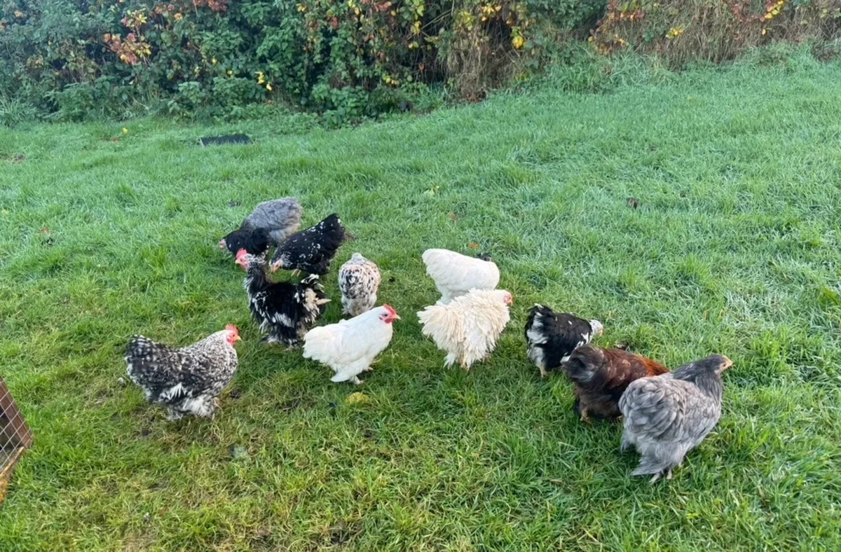 Pekin bantams - Image 3