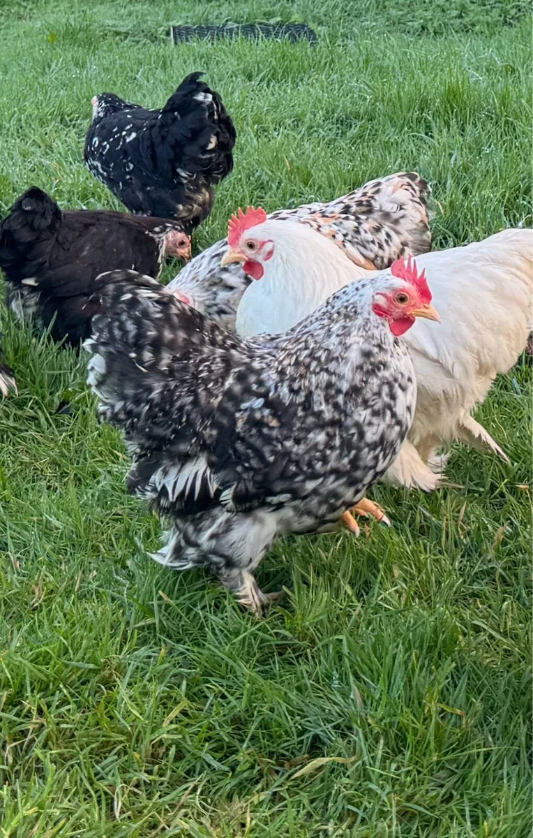 Pekin bantams - Image 4