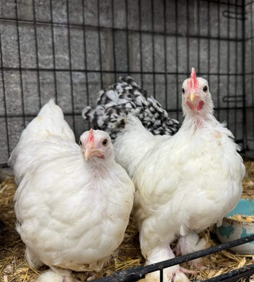 Pekin bantams - Image 1