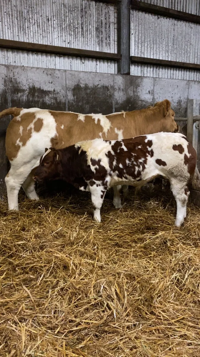 Lot num 186 tyson for gort mart Thursday night - Image 1