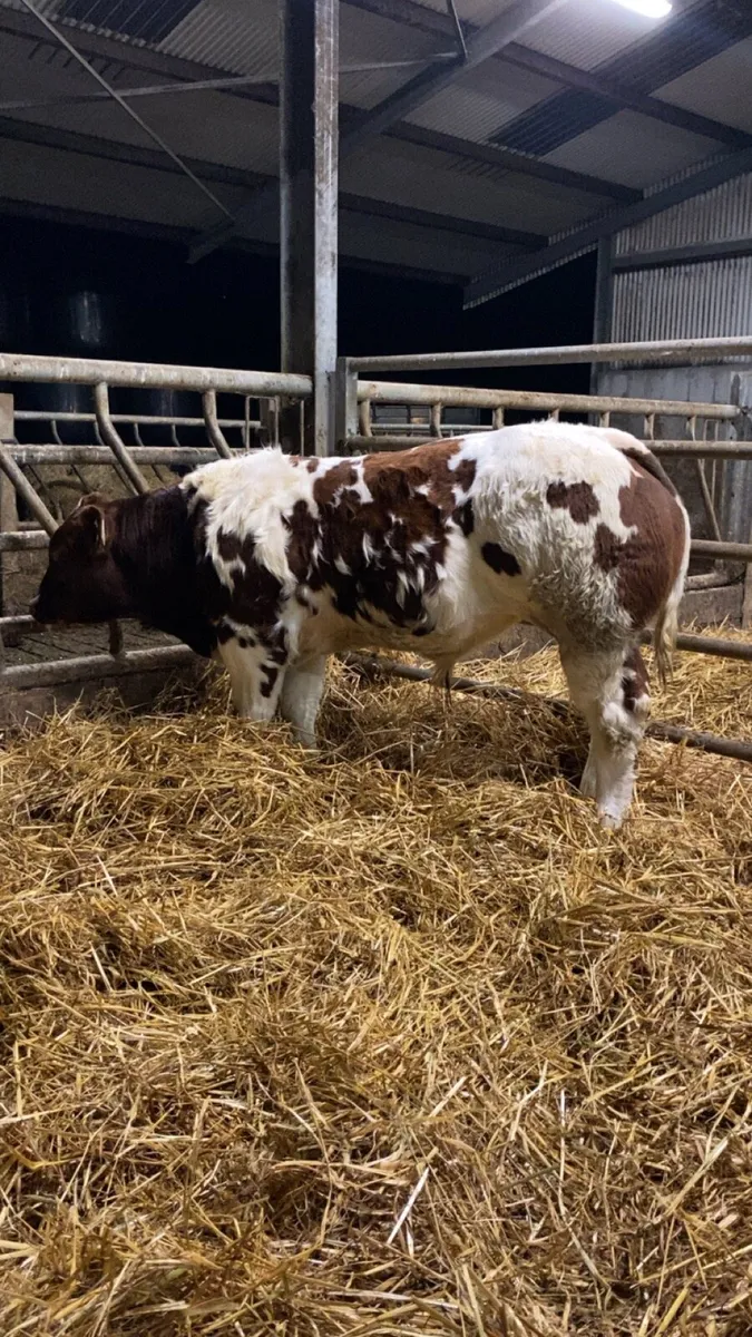 Lot num 186 tyson for gort mart Thursday night - Image 2