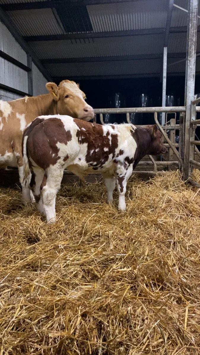 Lot num 186 tyson for gort mart Thursday night - Image 3