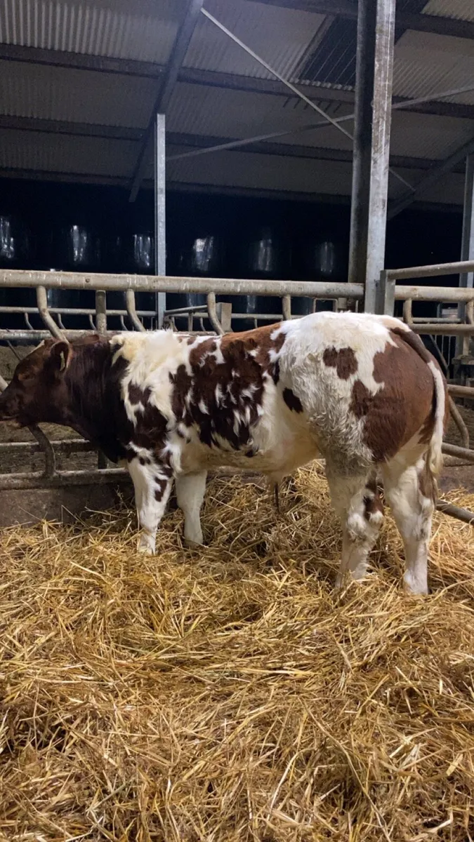 Lot num 186 tyson for gort mart Thursday night - Image 4