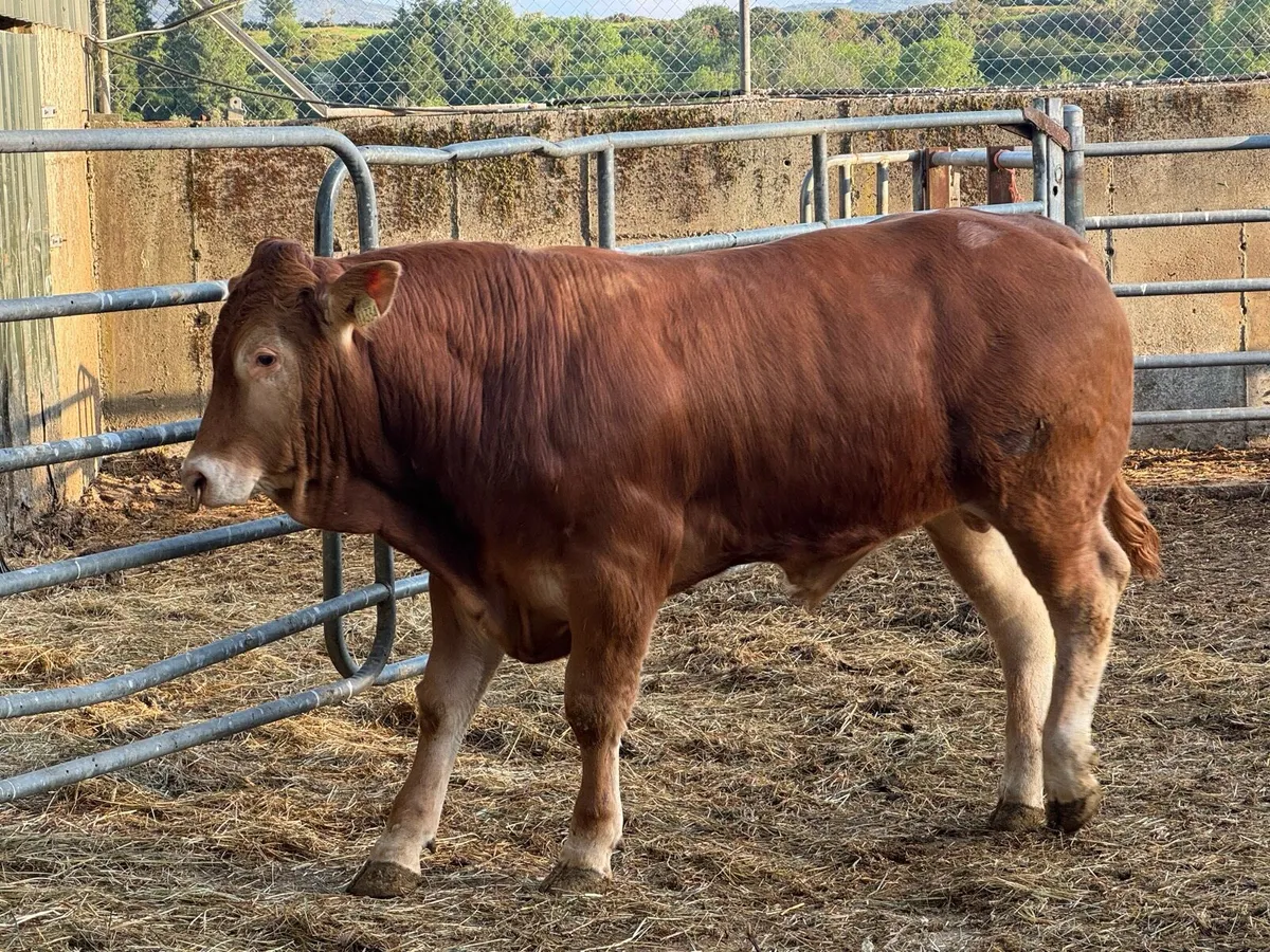 6 Pedigree Limousin & Simmental Bulls - Image 3