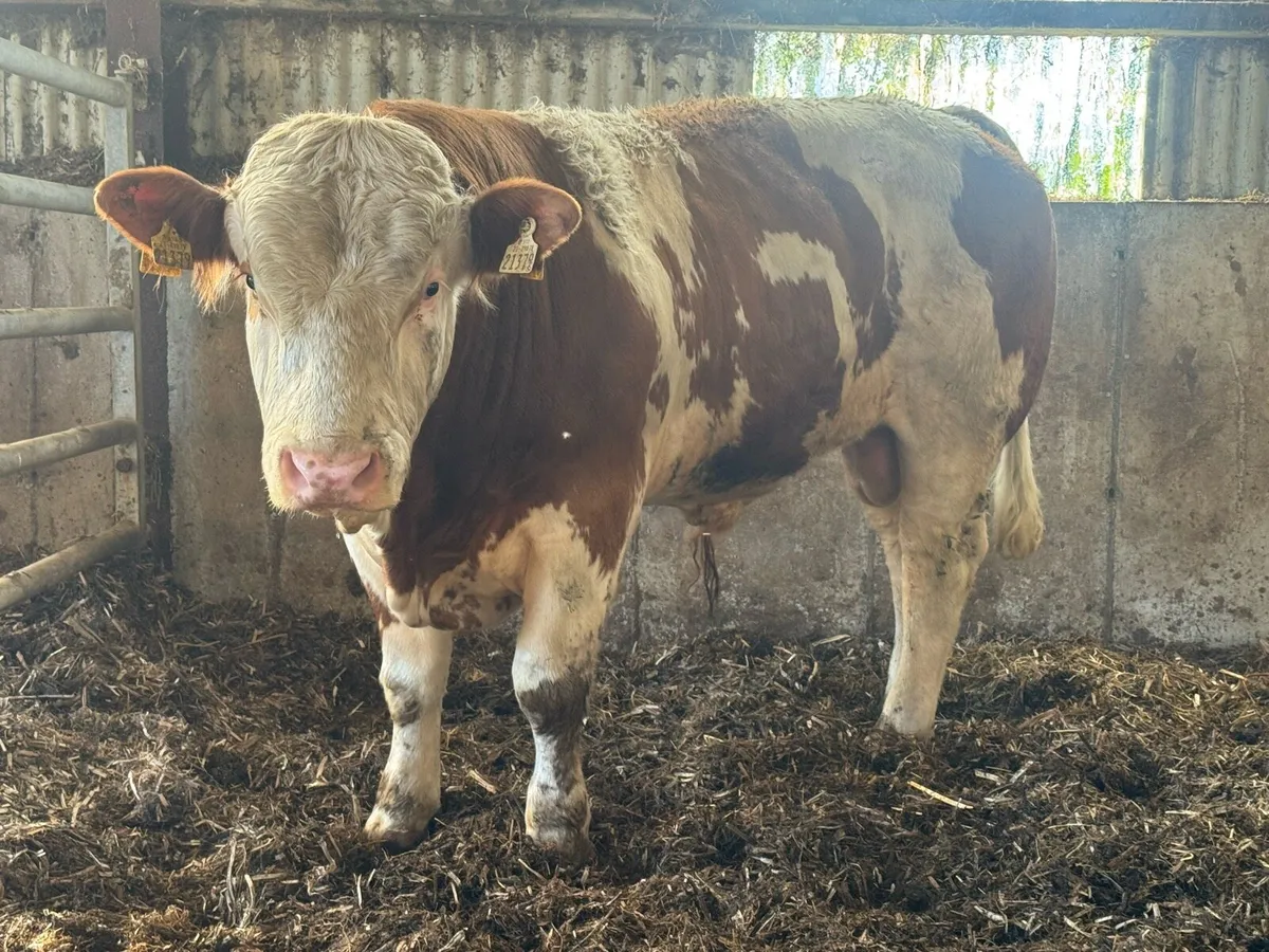 6 Pedigree Limousin & Simmental Bulls - Image 4