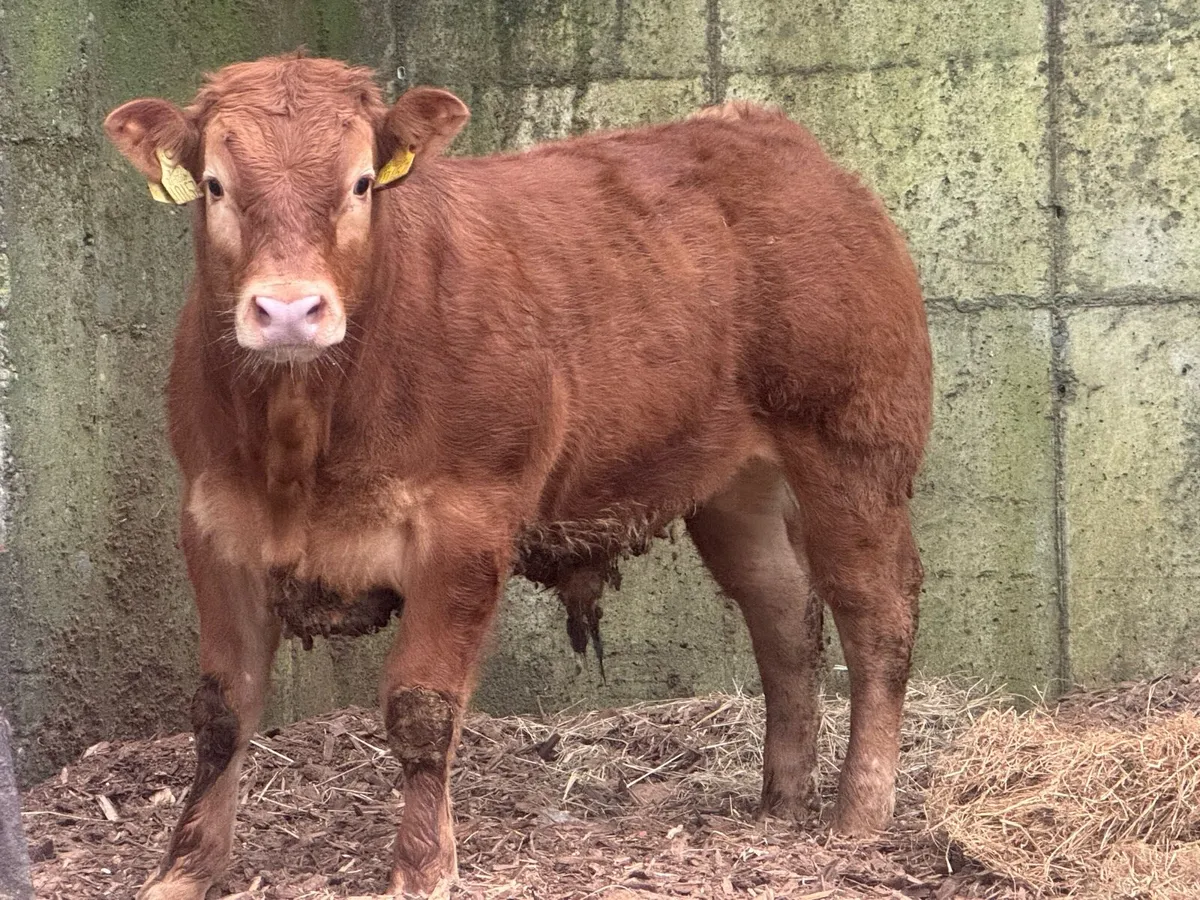 9 Pedigree Limousin & Simmental Bulls - Image 1