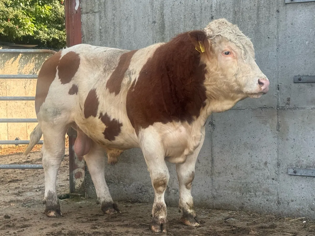 6 Pedigree Limousin & Simmental Bulls - Image 2