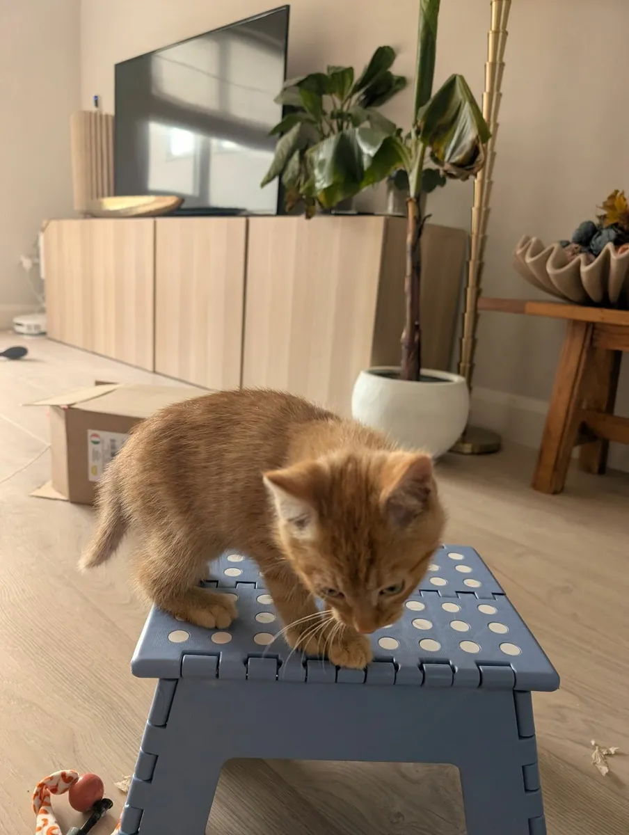Ginger kitten - 11 weeks - Image 2