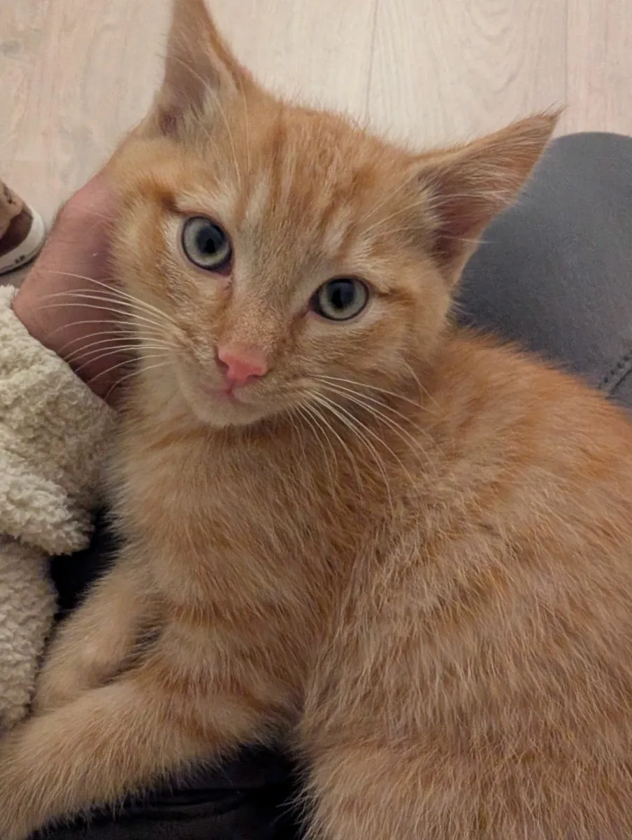 Ginger kitten - 11 weeks - Image 1