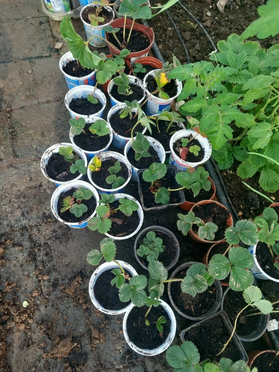 Strawberry plants - Image 1