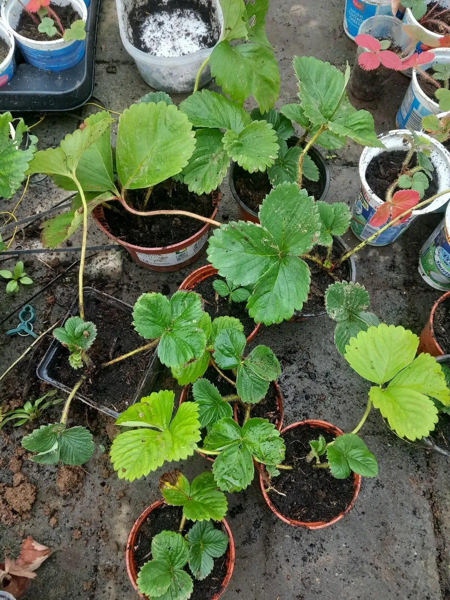 Strawberry plants - Image 2