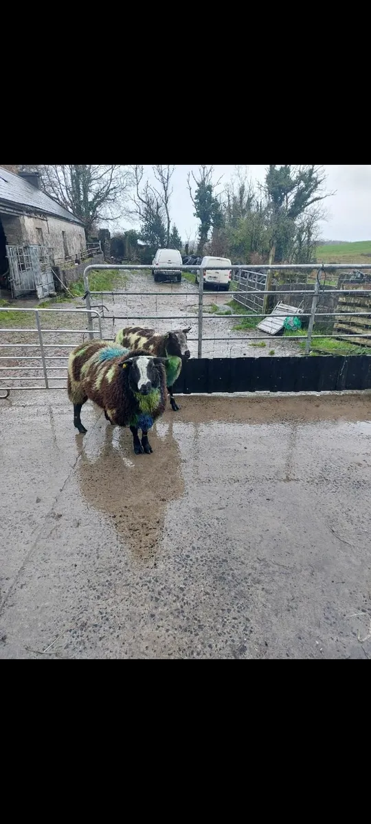 Dutch Spotted Rams - Image 1