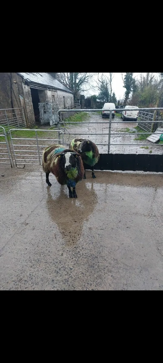 Dutch Spotted Rams - Image 2