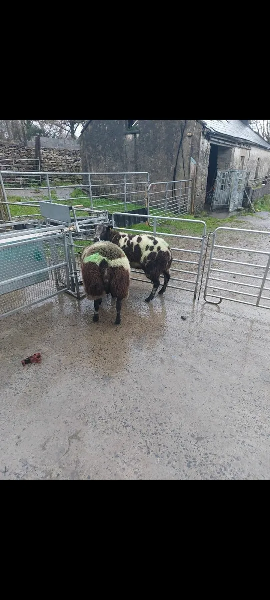 Dutch Spotted Rams - Image 3