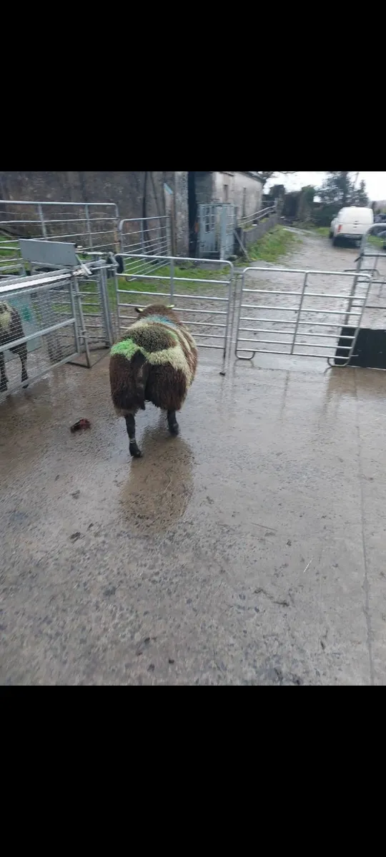 Dutch Spotted Rams - Image 4