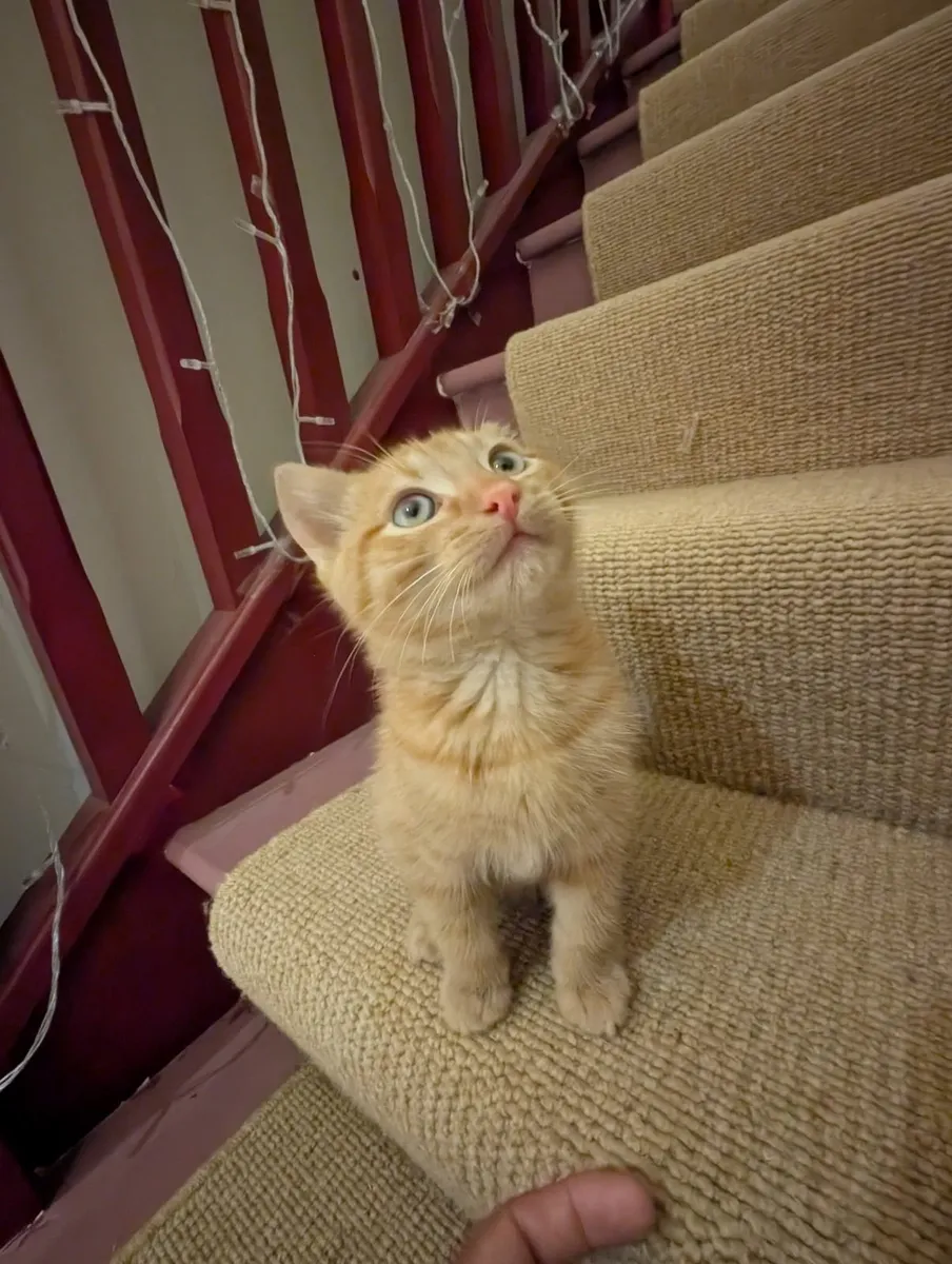 Ginger kitten - 11 weeks - Image 3