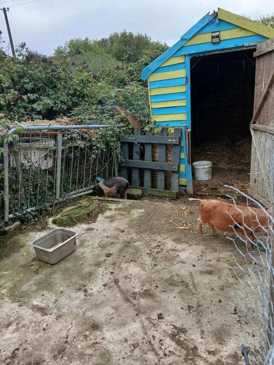 Kune Kune Pigs - Image 1