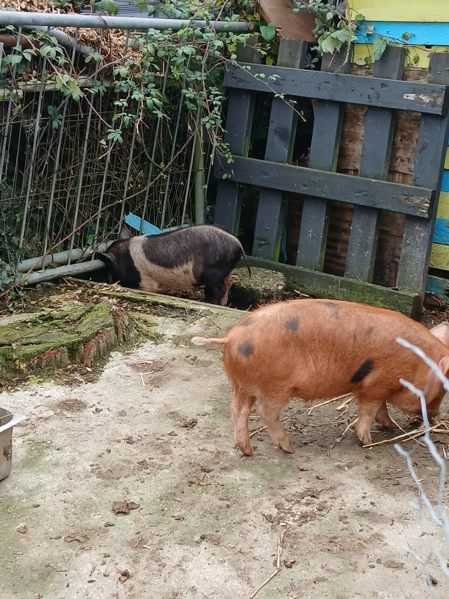 Kune Kune Pigs - Image 2