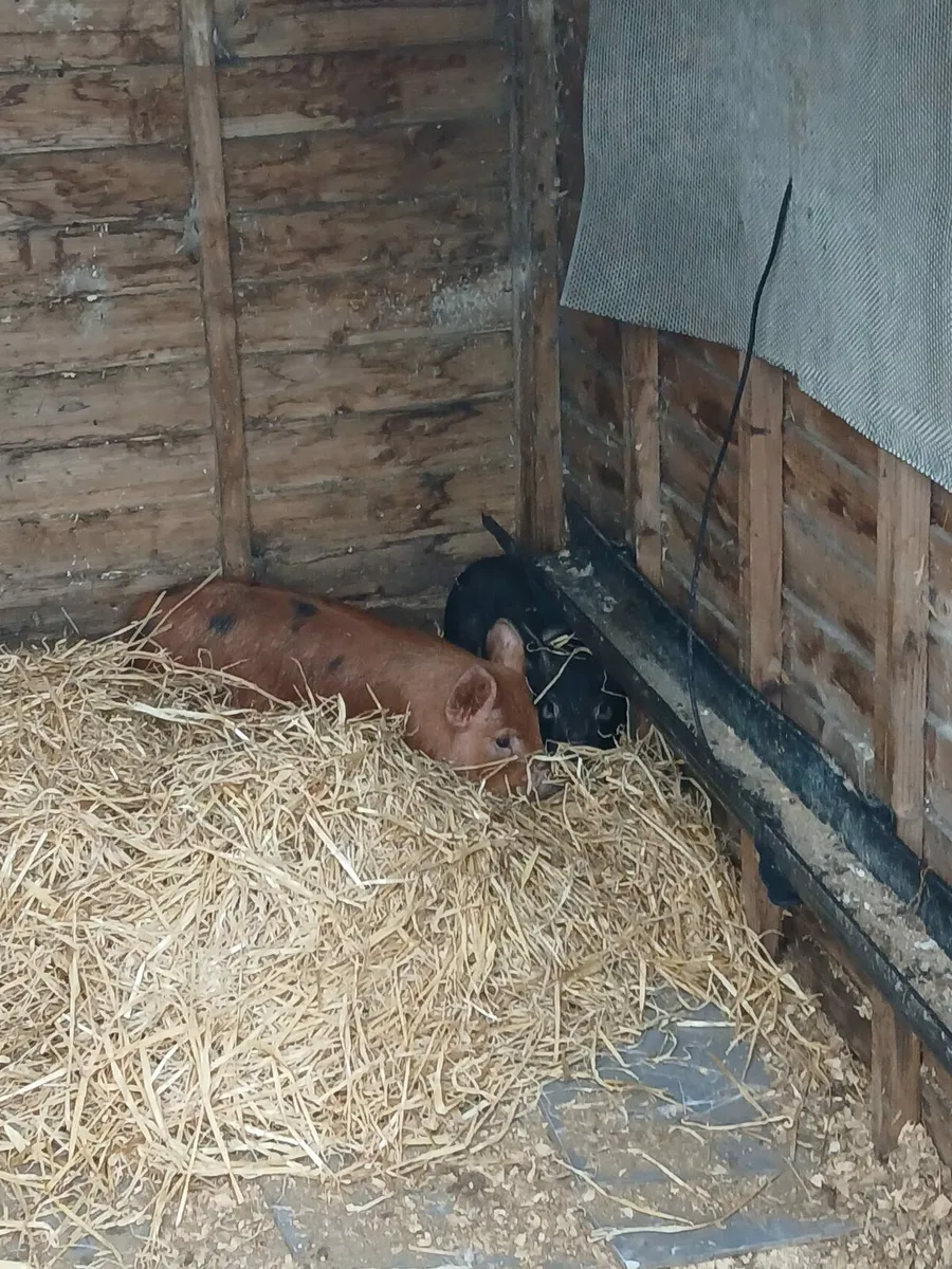 Kune Kune Pigs - Image 3