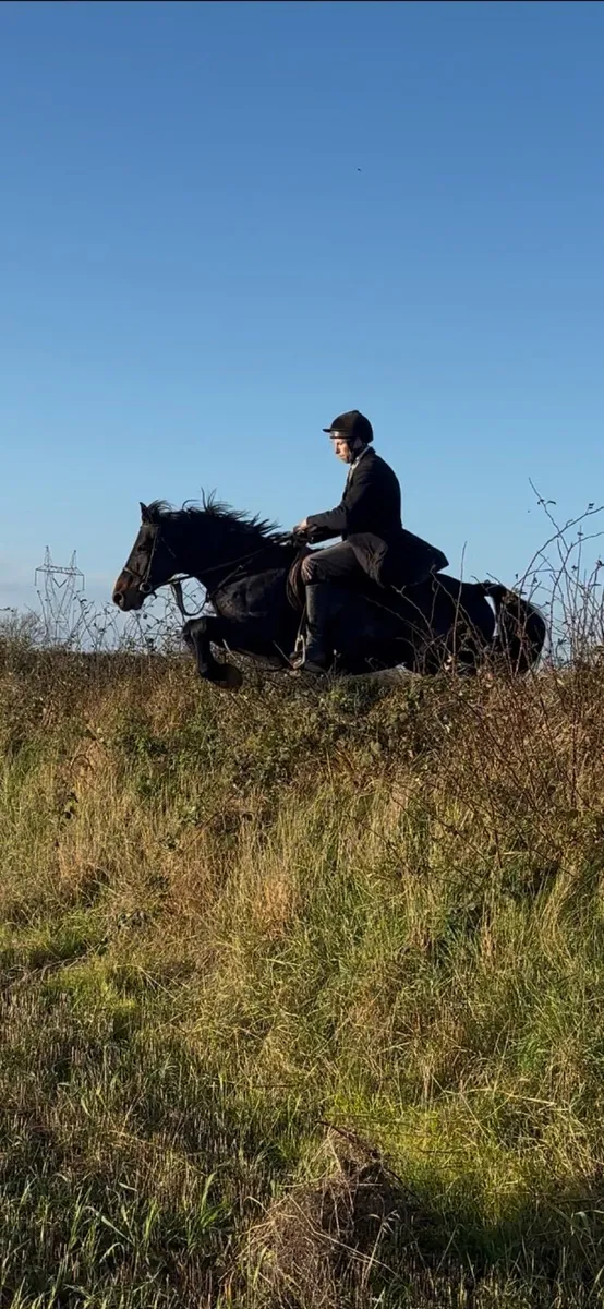 4yo Connemara gelding 144cm Eventer Hunter - Image 1