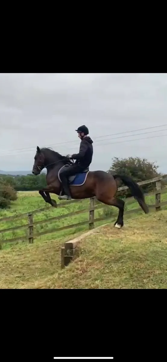 4yo Connemara gelding 144cm Eventer Hunter - Image 2