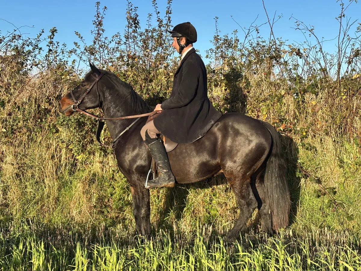 4yo Connemara gelding 144cm Eventer Hunter - Image 3