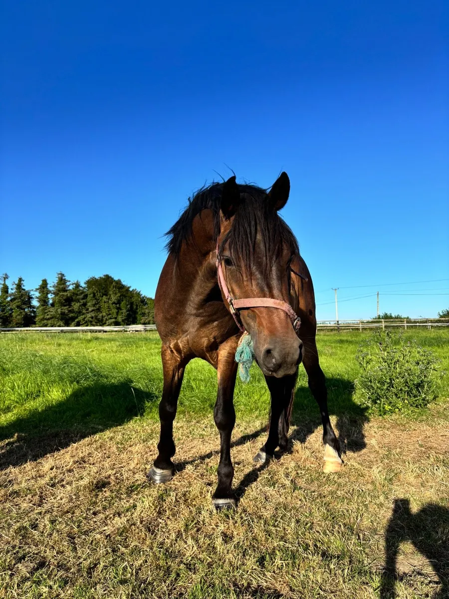 4yo Connemara gelding 144cm Eventer Hunter - Image 4