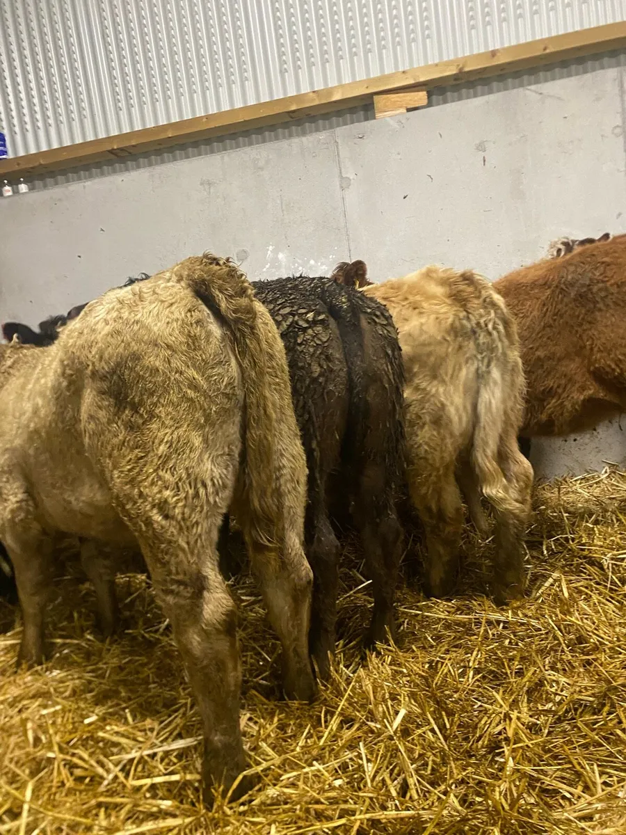 10 continental heifer weanlings - Image 2