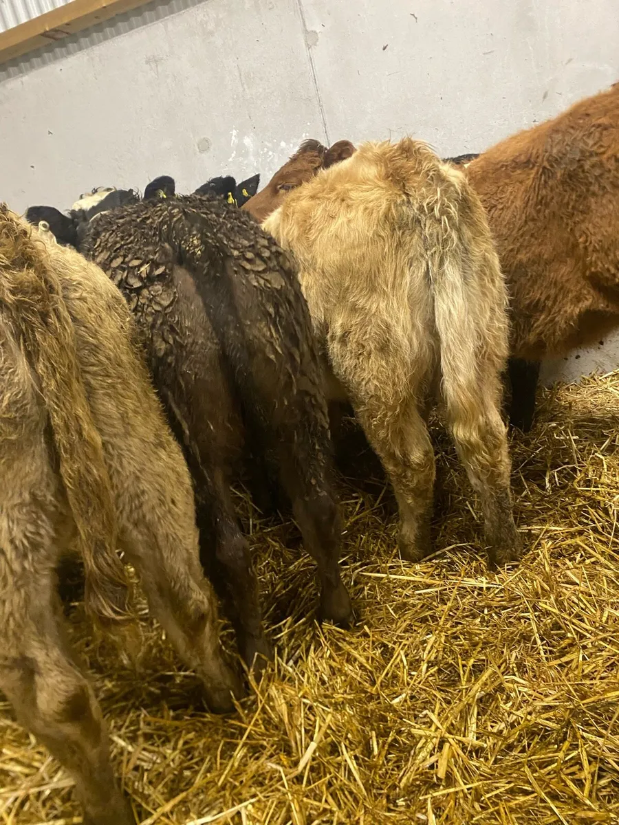 10 continental heifer weanlings - Image 1