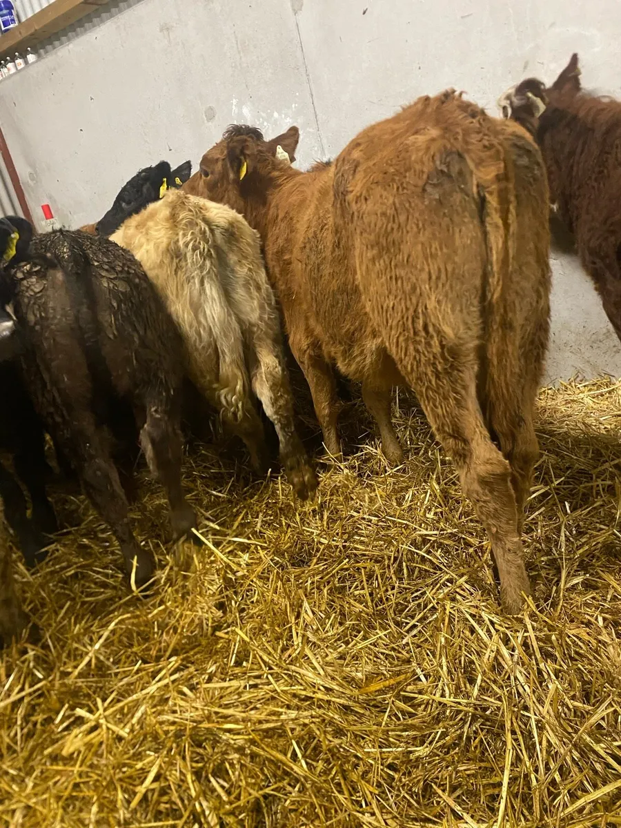 10 continental heifer weanlings - Image 3