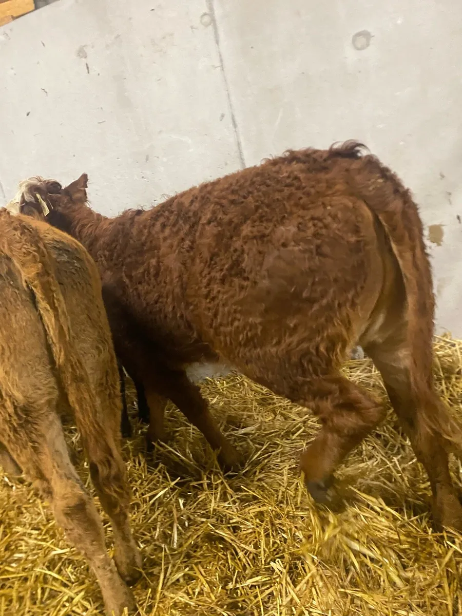 10 continental heifer weanlings - Image 4