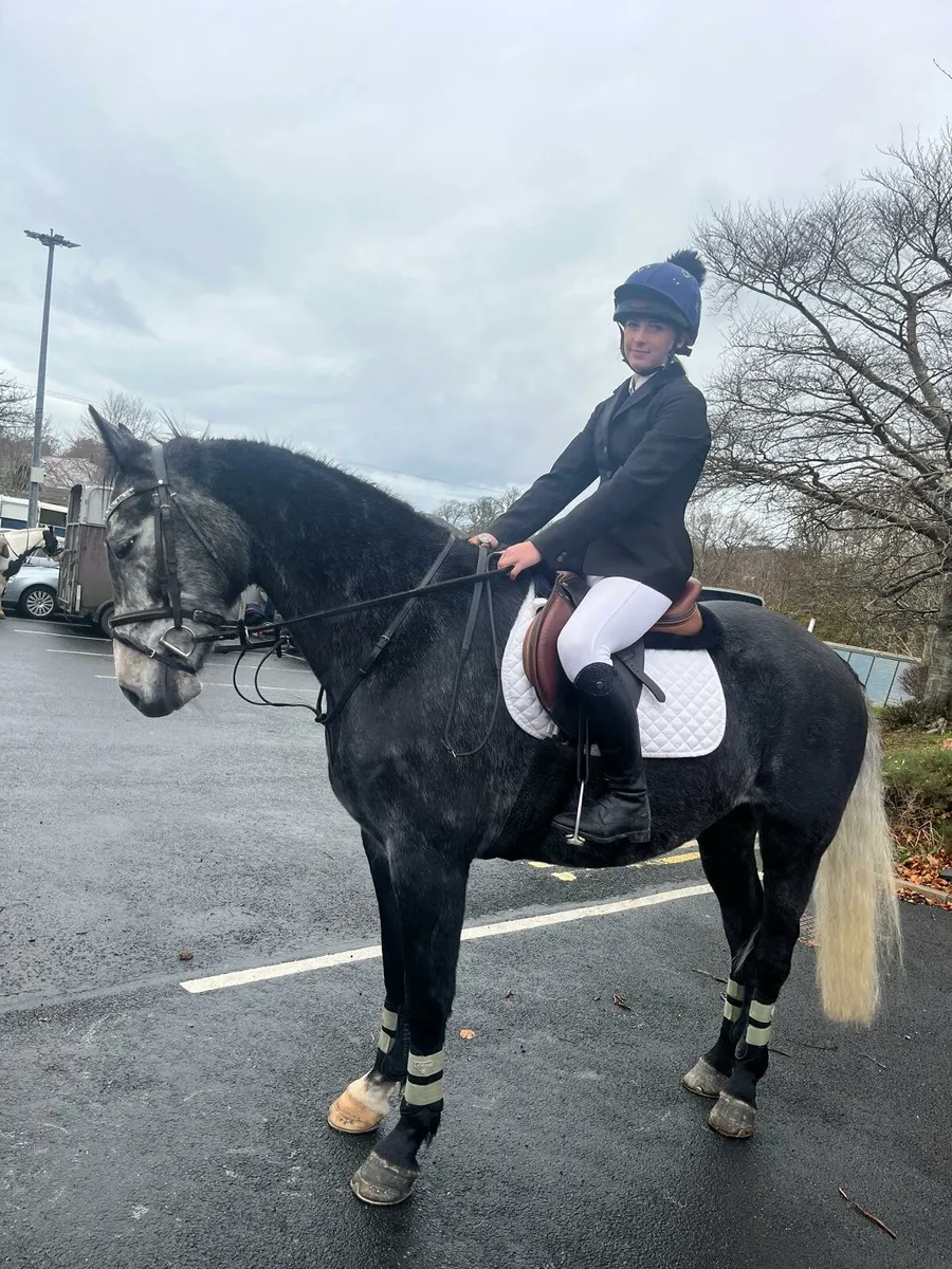 6y old horse - Image 2