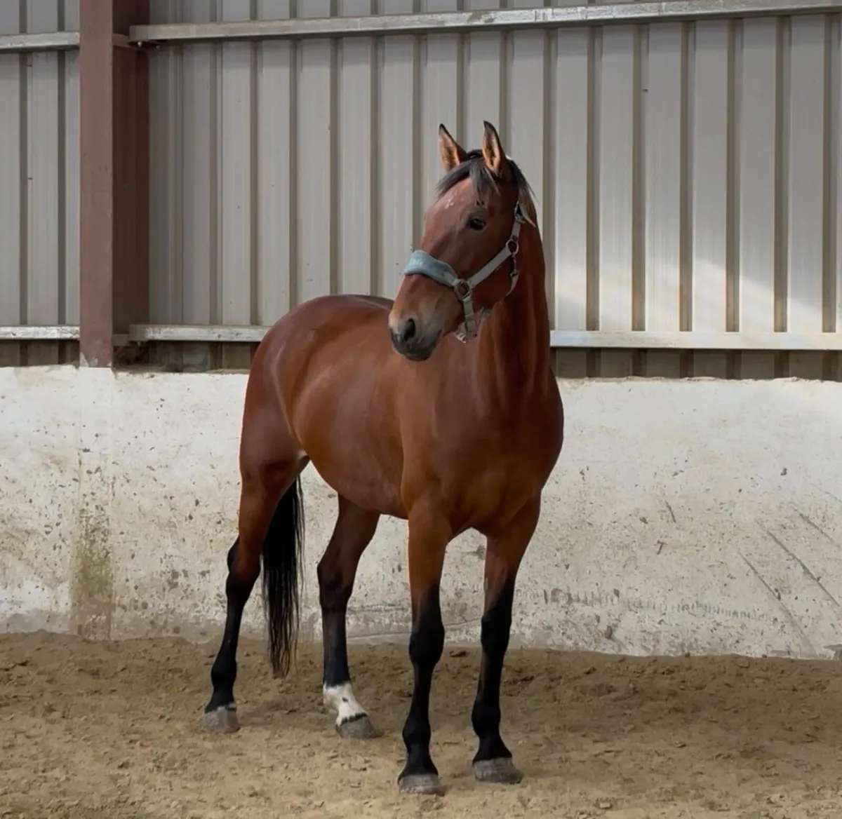 Horse for loan - Image 2