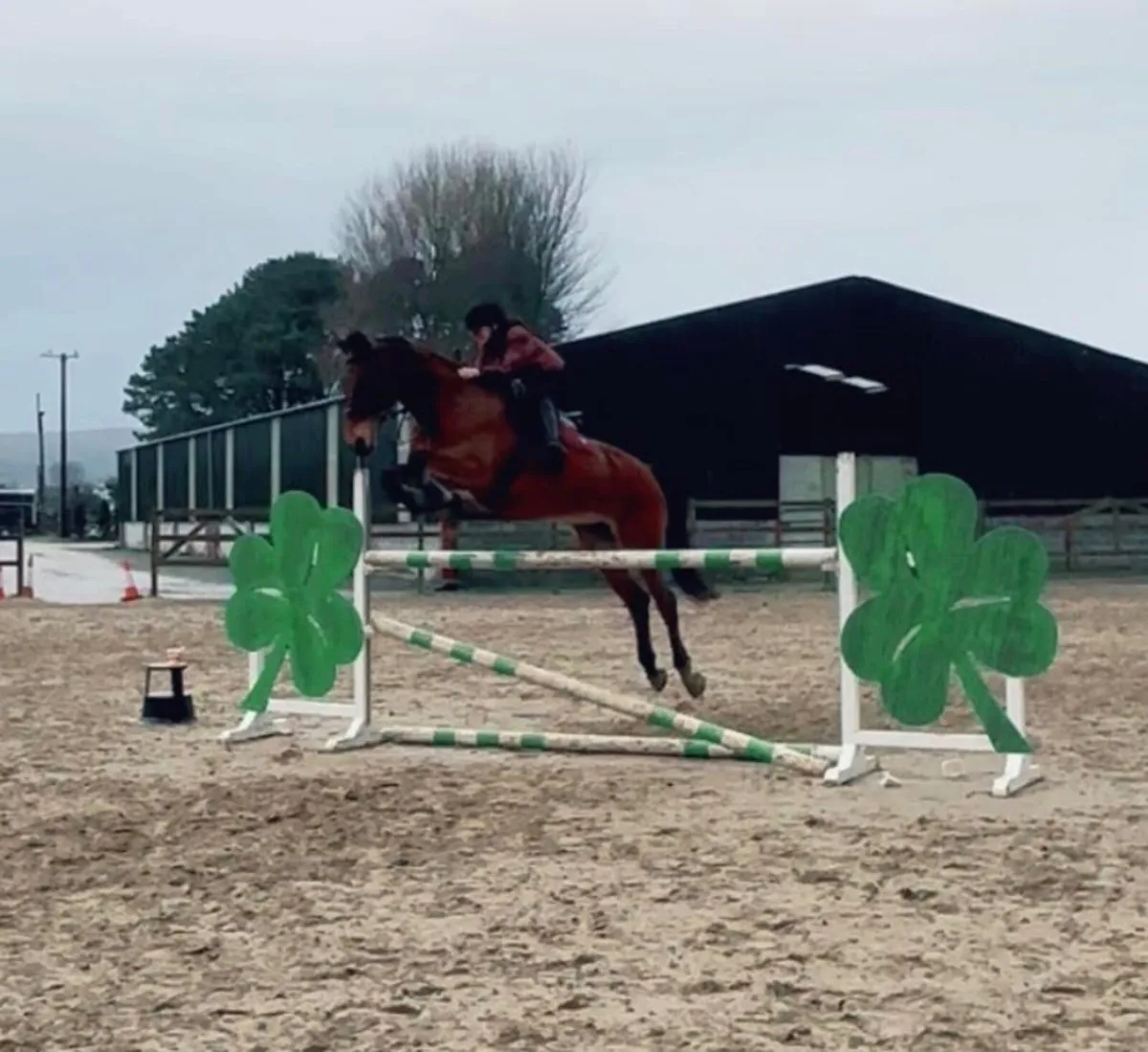 Horse for loan - Image 1