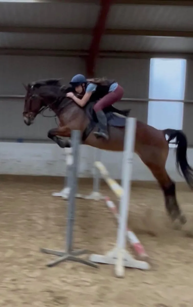 Horse for loan - Image 3