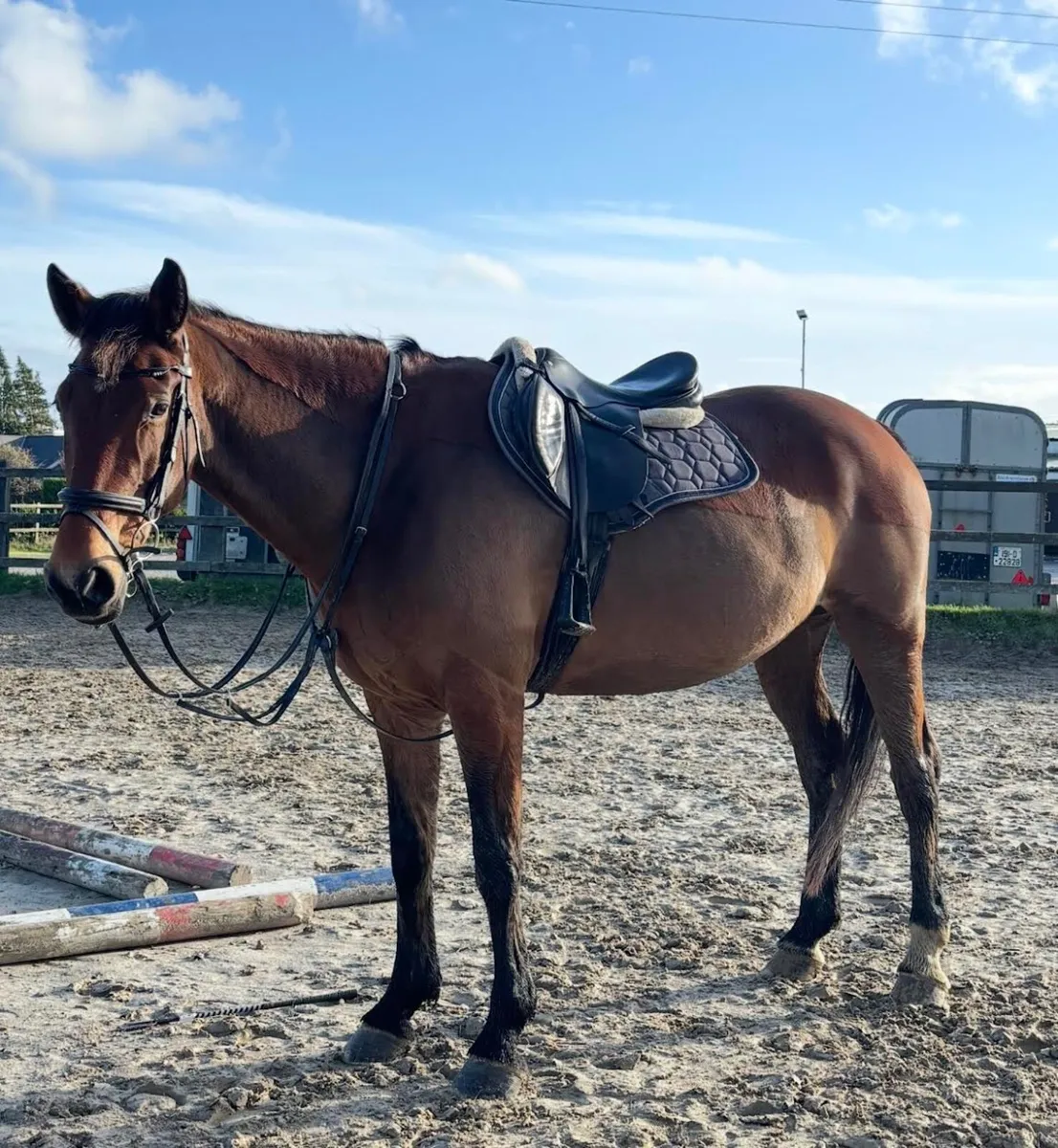 Horse for loan - Image 4