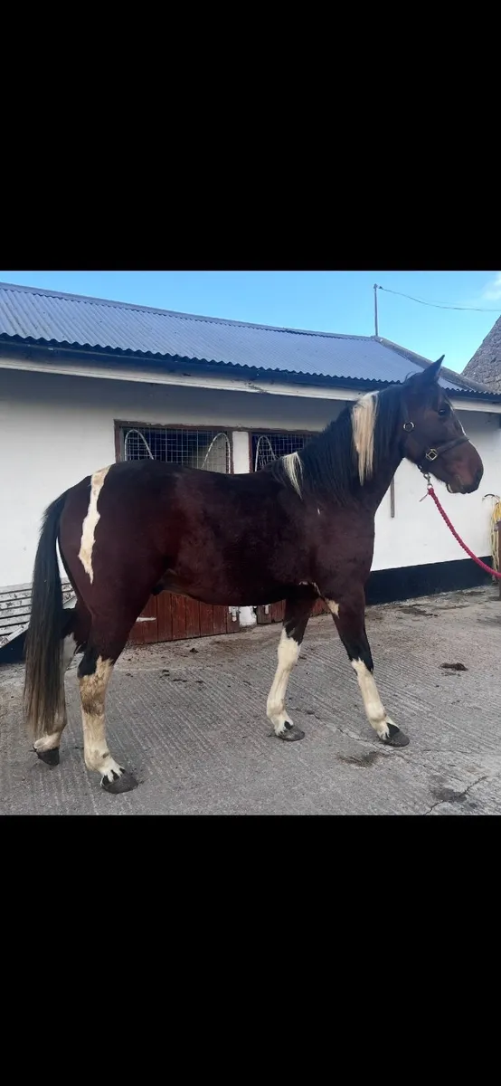 4 year old Cob. - Image 1