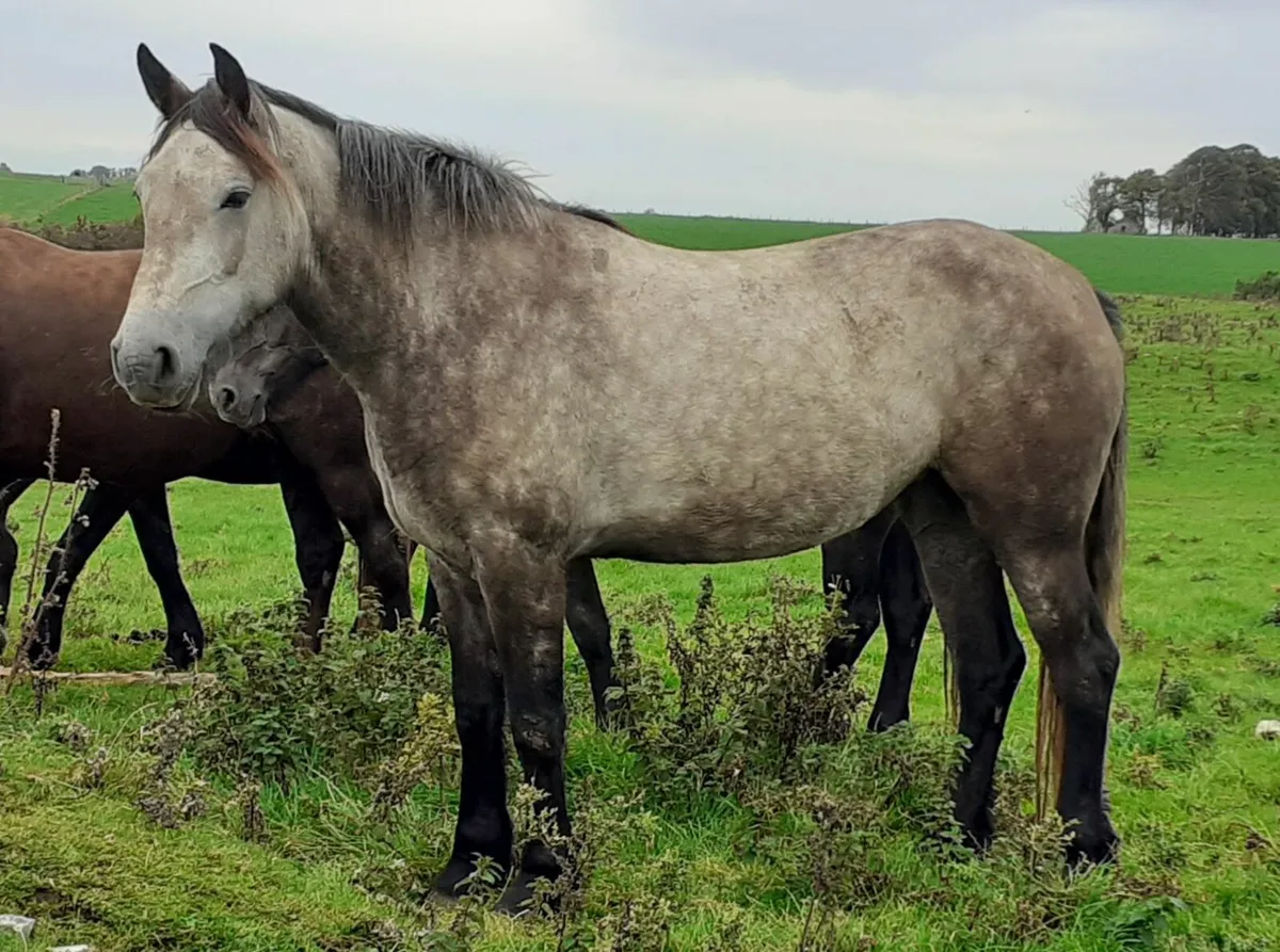 Maxi Cob Filly - Image 4