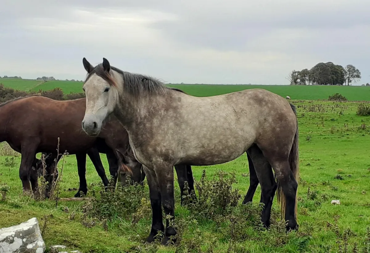 Maxi Cob Filly - Image 1