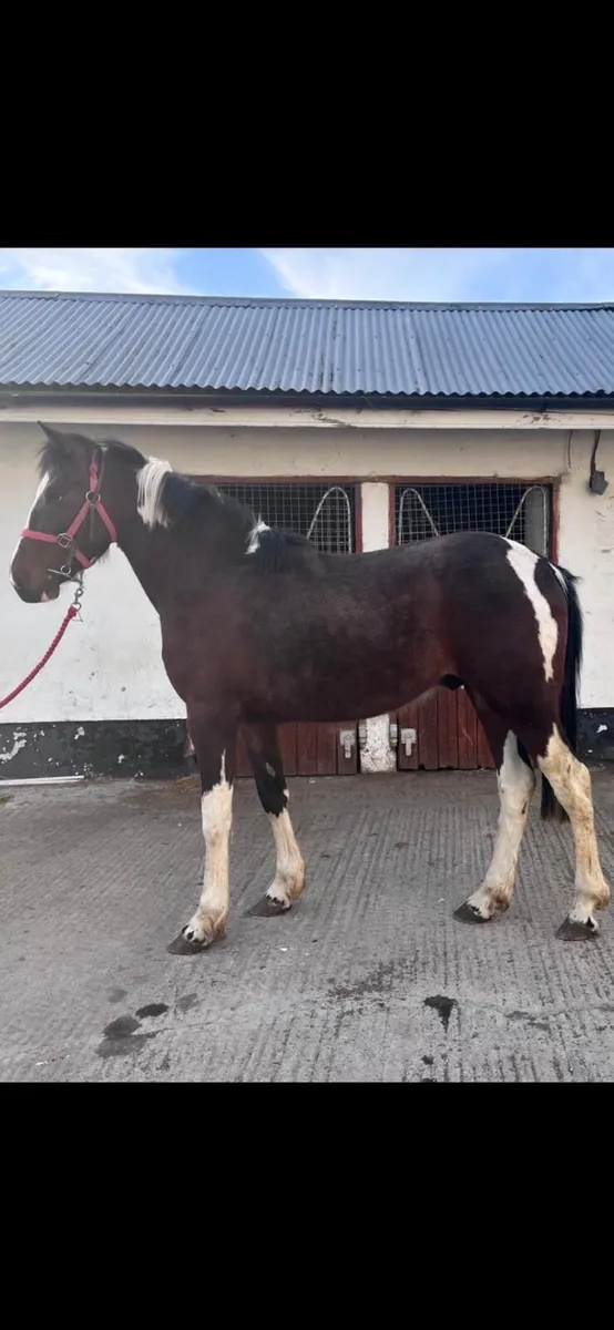 4 year old Cob. - Image 2