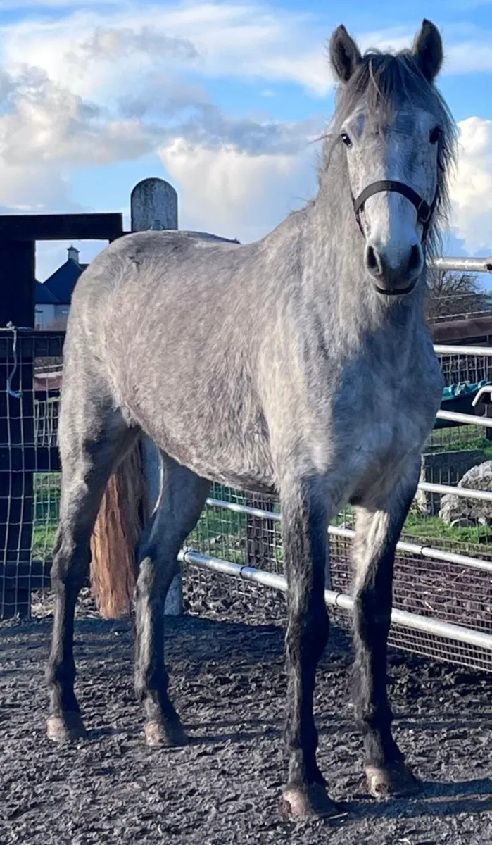 Pony mare unbroken - Image 3