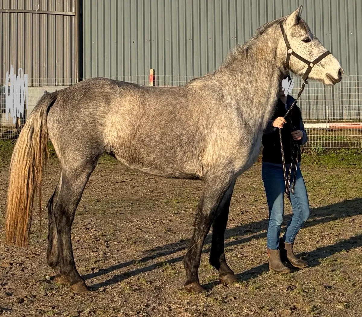 Pony mare unbroken - Image 4