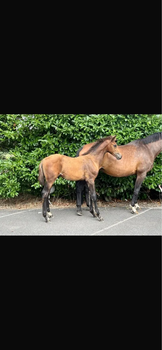Dressage Colt Foals for Sale - Image 1