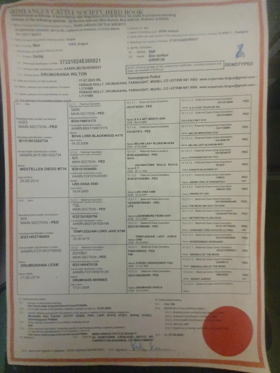 Aberdeen Angus Bull - Image 3