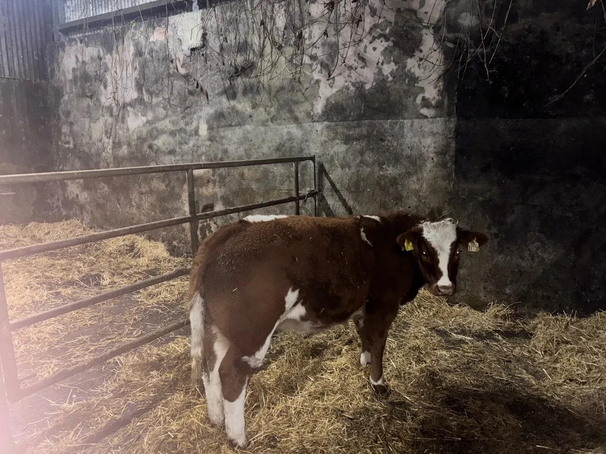 Super breeding heifer ⭐️ - Image 1