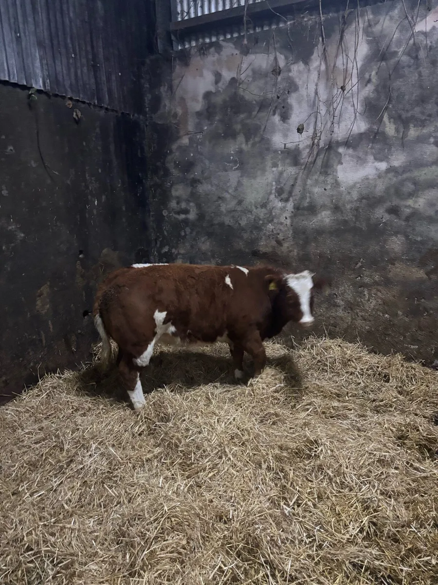 Super breeding heifer ⭐️ - Image 2