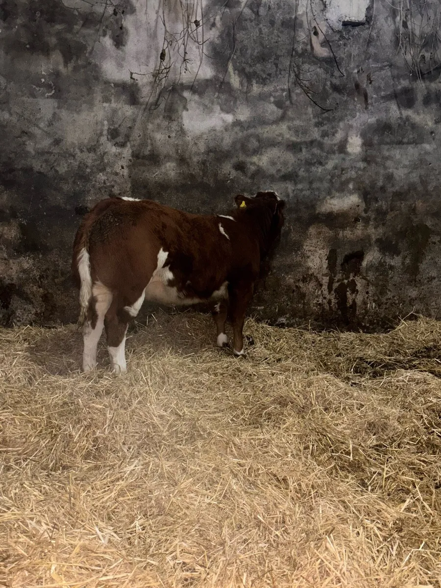 Super breeding heifer ⭐️ - Image 3