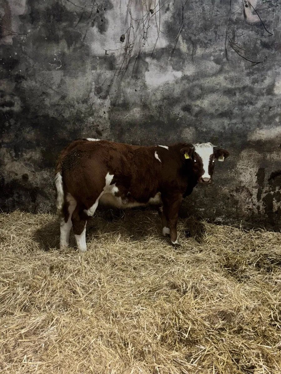 Super breeding heifer ⭐️ - Image 4